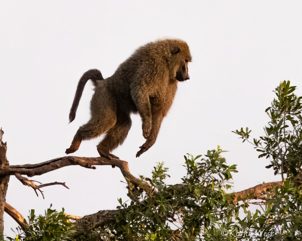 Olive baboon, Maasai Mara, Kenya