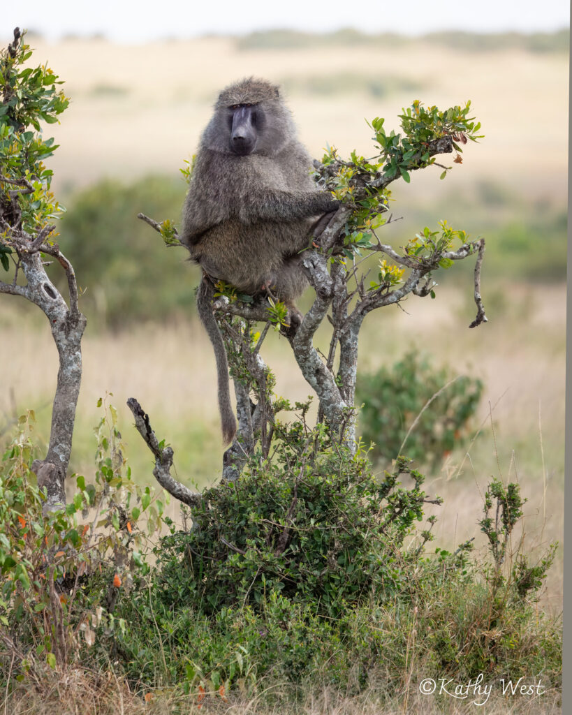 Olive baboon, Maasai Mara, Kenya