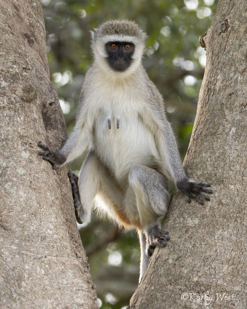 Vervet monkey, Maasai Mara, Kenya