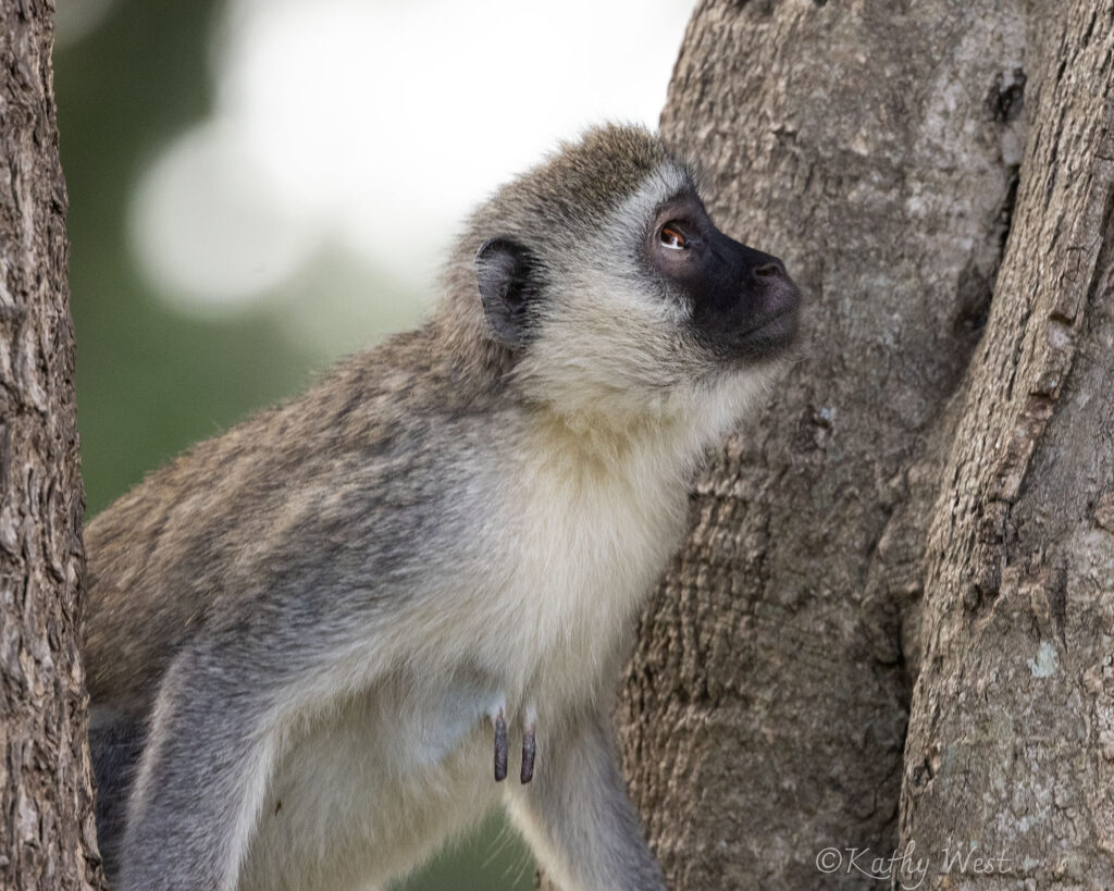 Vervet monkey, Maasai Mara, Kenya