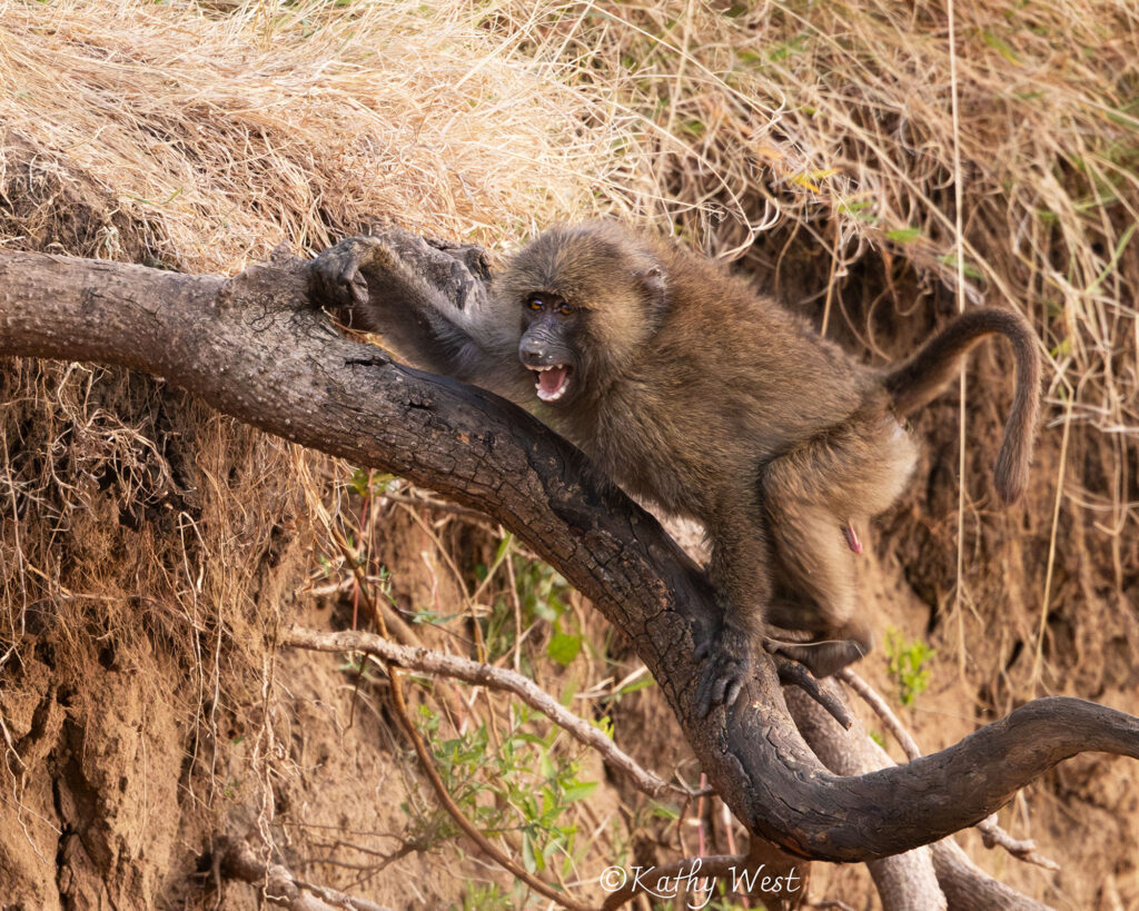 ©KathyWest_oliveBaboons_Kenya