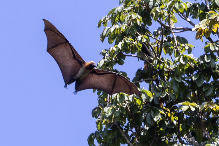Madagascan Flying Fox