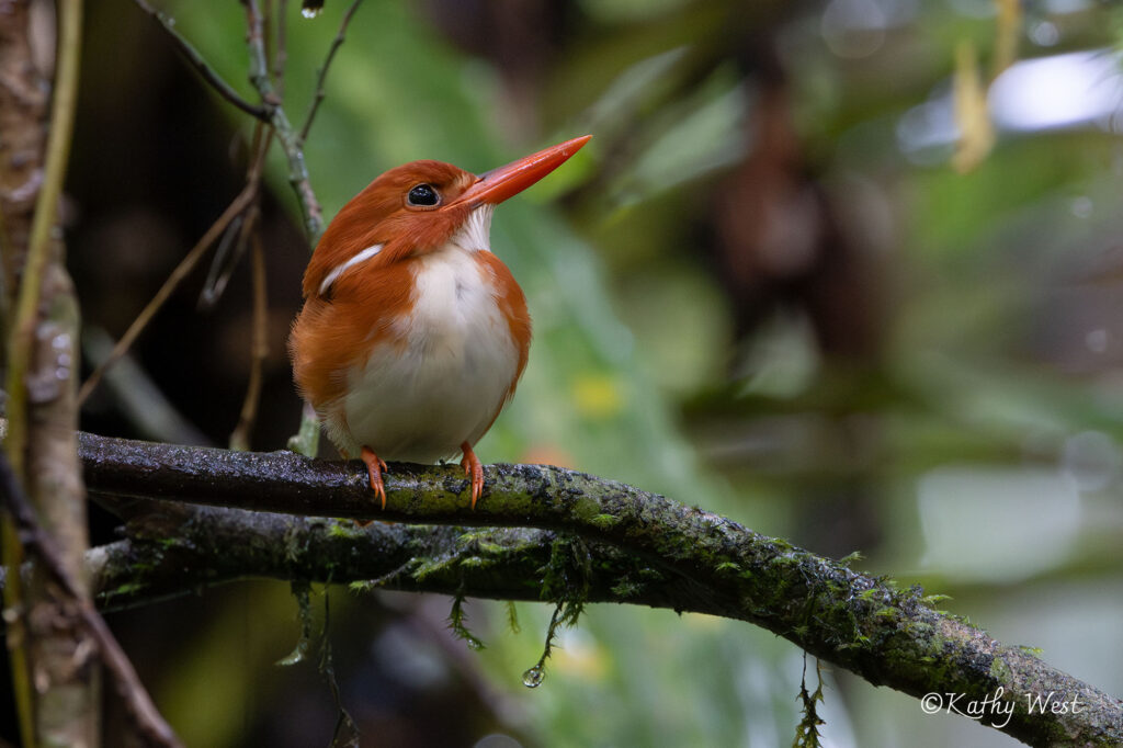 Madagascar Pgymy Kingfisher in Masoala NP forest