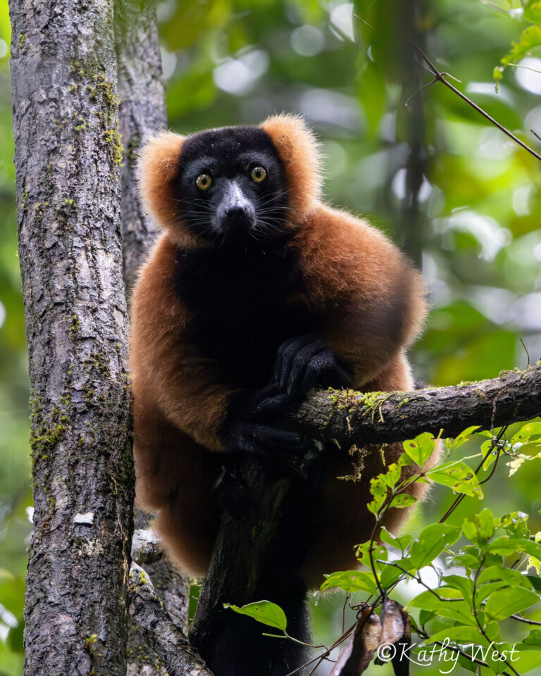 Red Ruffed Lemur (Varecia rubra) in the Masoala National Park
