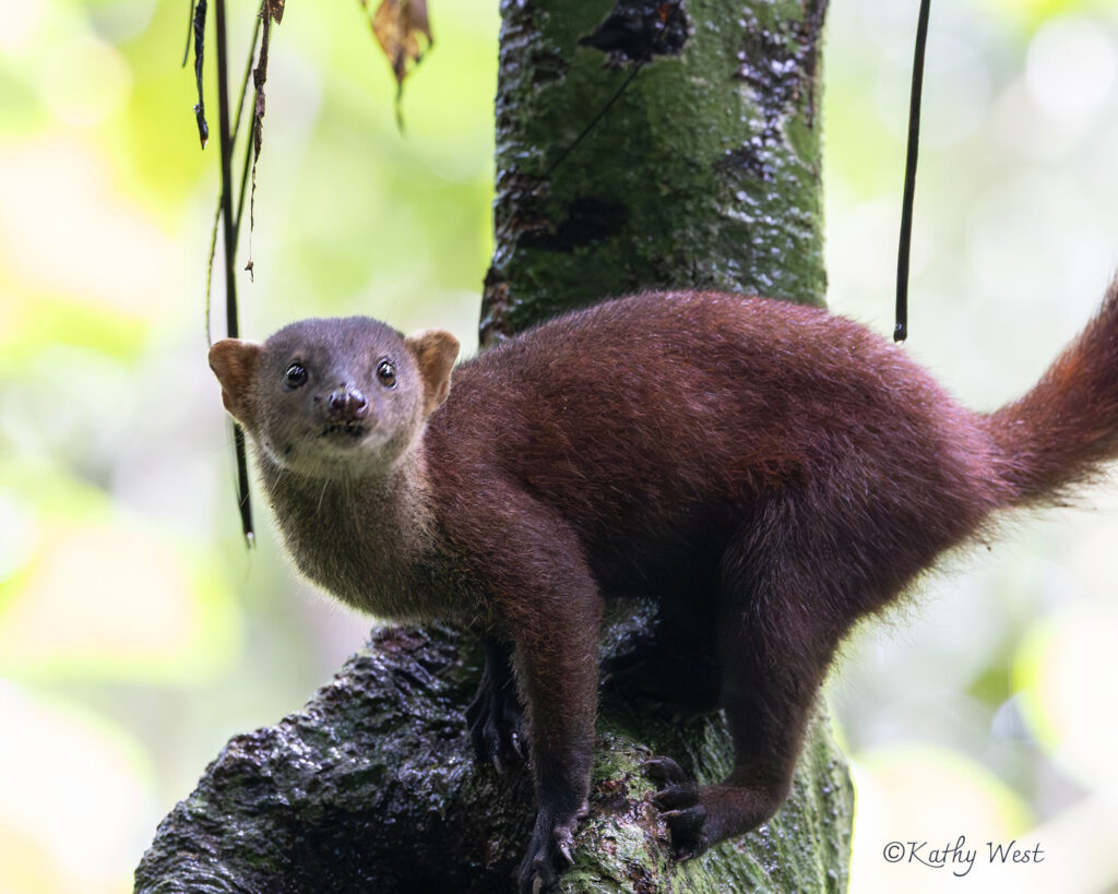 Ring tailed Vontsira (Galidia elegans)